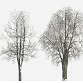 Plant Tree Snow Tree Winter Tree Big Tree 3d model