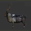 Wild Goat With Large Curved Horns And Long Shaggy Black White Fur