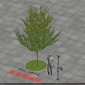 Professional Commercial Equipment For Measuring Chuili Man Maple Tree 1.8 Meters Height In Landscaping