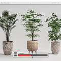 Decorative Indoor Potted Plants With Palm Leafy Greenery In Woven Textured Pots On Wooden Stand