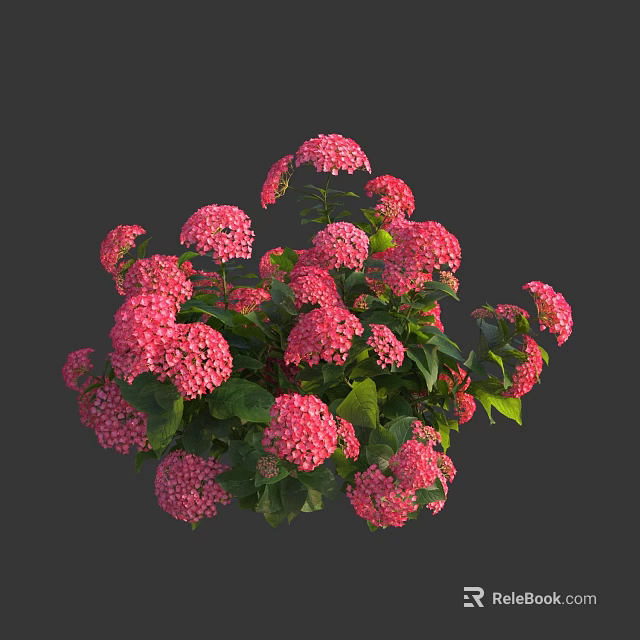 Vibrant Pink Hydrangea Flowers Blooming With Fresh Green Leaves And Lush Clusters 3d model
