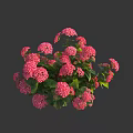 Vibrant Pink Hydrangea Flowers Blooming With Fresh Green Leaves And Lush Clusters 3d model