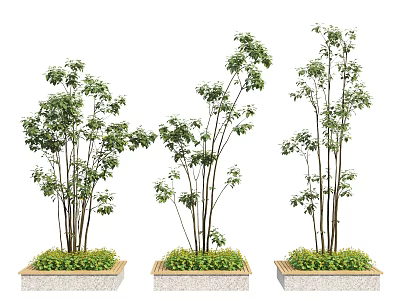 Three Modern Tree Planters With Tall Slender Trees And Green Foliage At Base 3d model