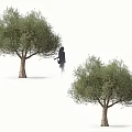 Skilled Silhouette Gardeners Pruning Lush Olive Trees in Outdoor Garden Setting