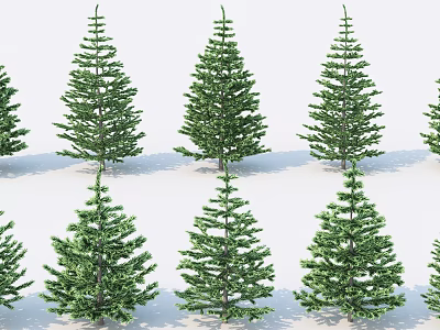 Lush Evergreen Arbor Trees With Dense Green Foliage Arranged In Rows On White Background 3d model
