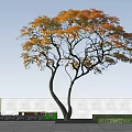 Arbor With Orange Yellow Leaves Twisted Branches And White Clouds In Blue Sky