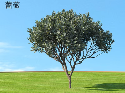 Rose Bush With Lush Foliage Against Blue Sky And Green Grass Field 3d model
