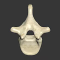 Detailed Anatomical Vertebra Model Showing White Bone Structure On Dark Background