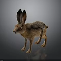 Detailed Brown Hare With Large Ears Standing On Dark Background