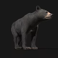 Detailed Realistic Black Bear Standing Side View Isolated Dark Background 3d model