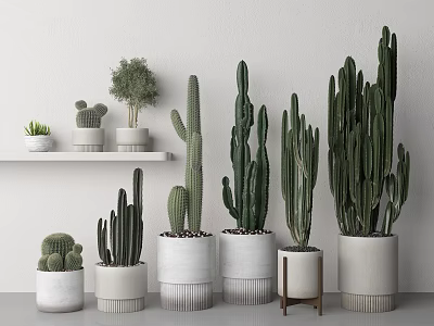 Various Cacti Bonsai Potted Plants In White Pots On Shelf And Floor 3d model