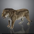 Brown Striped Tiger With Detailed Fur Standing On Dark Reflective Surface