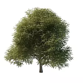locust tree 3d model