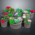 Variety of Potted Plants with Colorful Leaves in Gray Pots