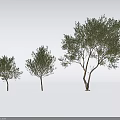 Three Different Sizes Arbor Trees With Green Leaves And Brown Trunks