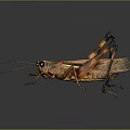 grasshopper insect cartoon locust animation locust anime locust anime game character 3d model