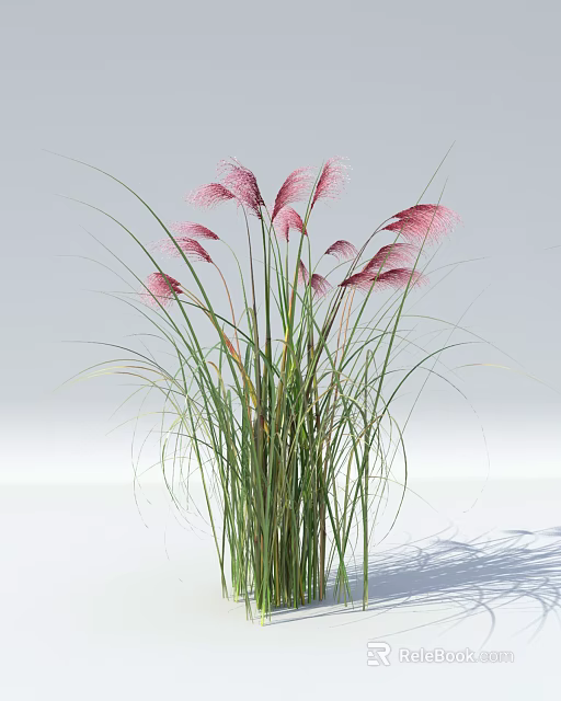 Elegant Pink Feathery Ornamental Grass With Long Green Stems And Lush Leaves For Garden Decor 3d model 