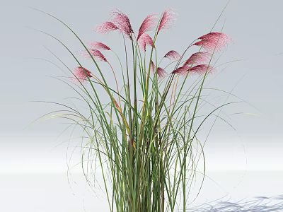 Elegant Pink Feathery Ornamental Grass With Long Green Stems And Lush Leaves For Garden Decor 3d model