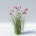 Elegant Pink Feathery Ornamental Grass With Long Green Stems And Lush Leaves For Garden Decor