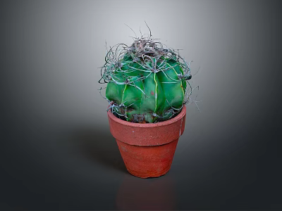 Green Spiky Cactus Plant in Red Terracotta Pot with White Thorns 3d model