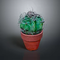 Green Spiky Cactus Plant in Red Terracotta Pot with White Thorns