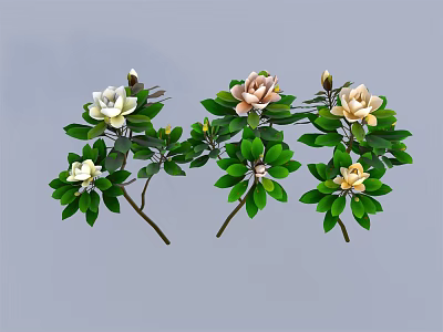 Decorative Magnolia Branches With White And Pink Flowers And Green Leaves 3d model
