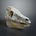 Horse Skull Display With Natural Texture And Visible Teeth On Gray Background