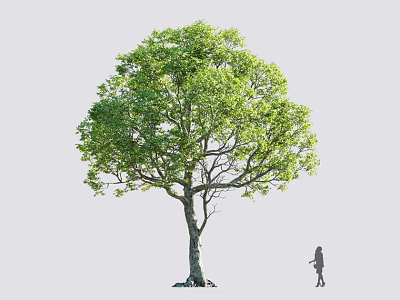 Tall Arbor With Lush Green Foliage And Silhouette Figure Standing Beside 3d model