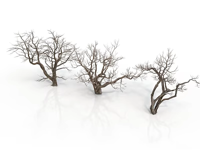 Three Leafless Trees with Bare Trunks and Branches on White Background with Reflection 3d model