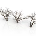 Three Leafless Trees with Bare Trunks and Branches on White Background with Reflection