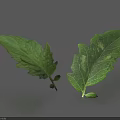 Fresh Green Leaves With Serrated Edges Visible Veins And Shadows On Gray Background