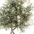 Potted Bonsai Plants With Twisted Trunk And White Flowers In Gray Pots