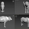 African Buffalo Buffalo Cow 3d model