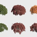 Colorful Shrubs In Various Green Red And Orange Hues For Garden Landscaping