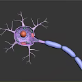 3D Rendered Neuron Structure Medical Device for Medical Education and Research