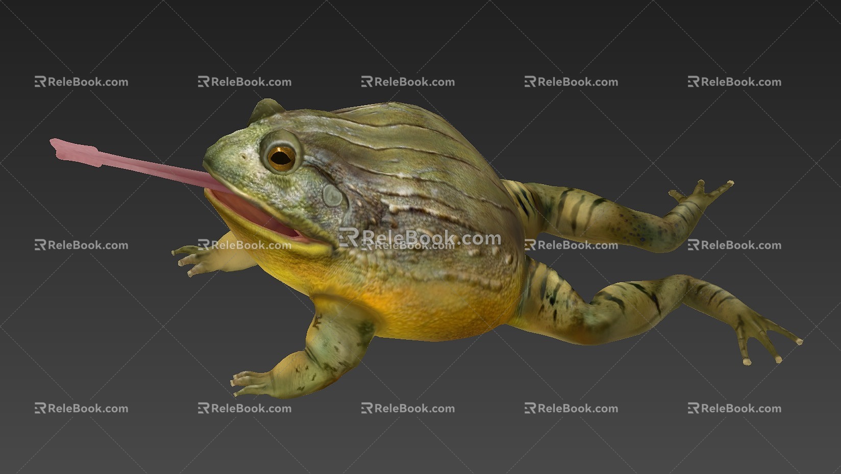 Bullfrog Frog African Bullfrog Low Model 3d model