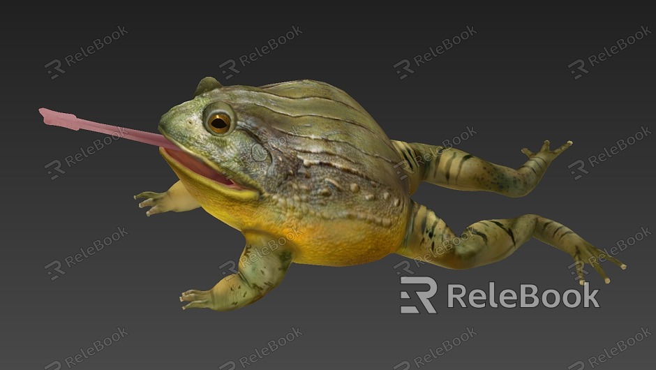 Bullfrog Frog African Bullfrog Low Model model