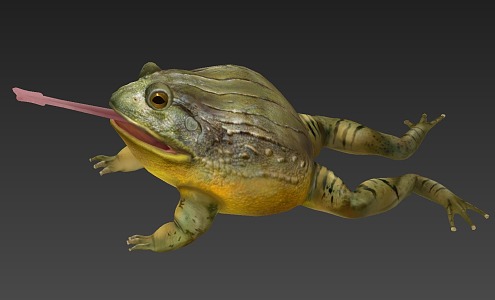 Bullfrog Frog African Bullfrog Low Model 3d model