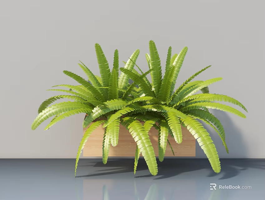 Lush Green Fern Potted Plant in Wooden Square Pot for Indoor Decorative 3d model 