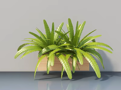 Lush Green Fern Potted Plant in Wooden Square Pot for Indoor Decorative 3d model