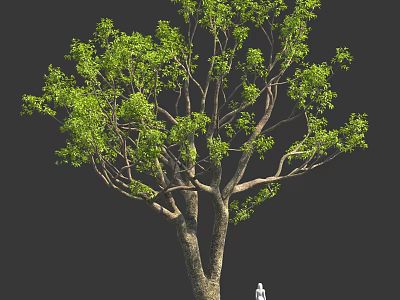 Large Tree With Thick Trunk And Lush Green Leaves With Small Figure Under 3d model