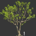 Large Tree With Thick Trunk And Lush Green Leaves With Small Figure Under