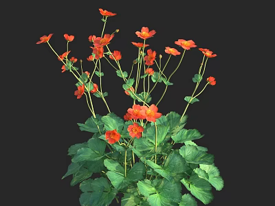Vibrant Cluster of Orange Flowers with Green Leaves and Long Stems Against Black Background 3d model