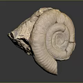Light Brown Spiral Animal Horn With Textured Surface On Dark Background