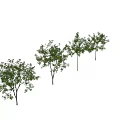 Green Leafy Arbor Trees With Various Growth Shapes And Human Scale Figure