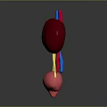 3D Medical Anatomy Model of Human Kidneys Bladder and Blood Vessels Structure