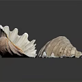 Modern Conch Nautilus Shell Sea Shell 3d model