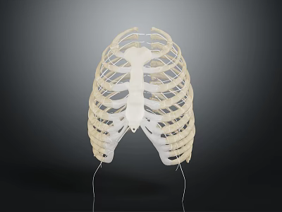 Human Rib Cage Anatomical Model Showing Skeletal Structure For Medical Education 3d model