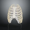 Human Rib Cage Anatomical Model Showing Skeletal Structure For Medical Education