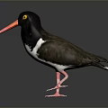 Black Headed Shorebird with Orange Beak White Belly and Pink Legs Standing on Dark Surface